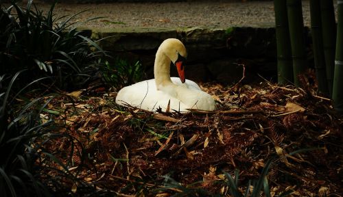 brissago islands swan