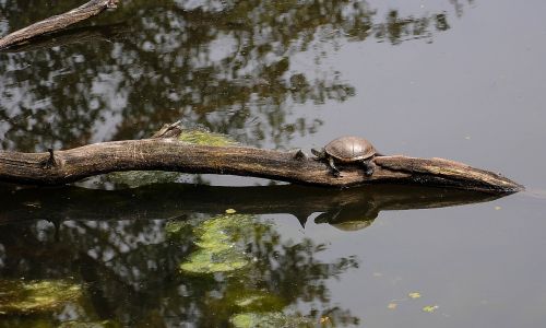 brissago islands turtles