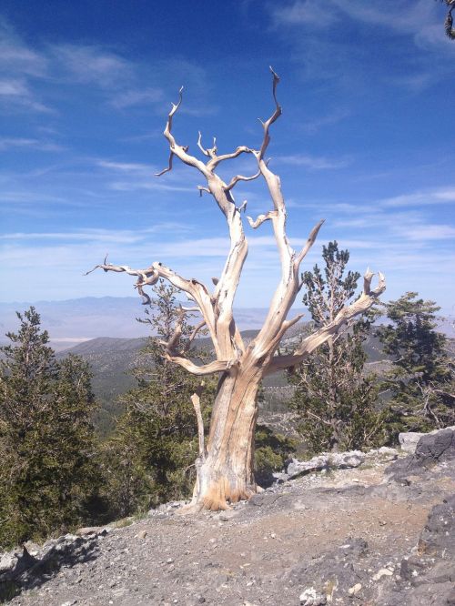 bristlecone pine tree dead tree