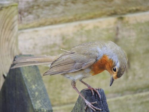 british uk bird