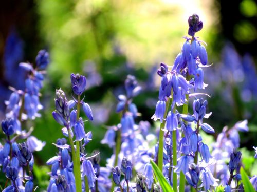 british flora green