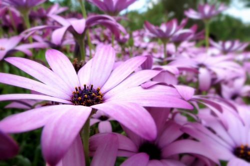 british flora green