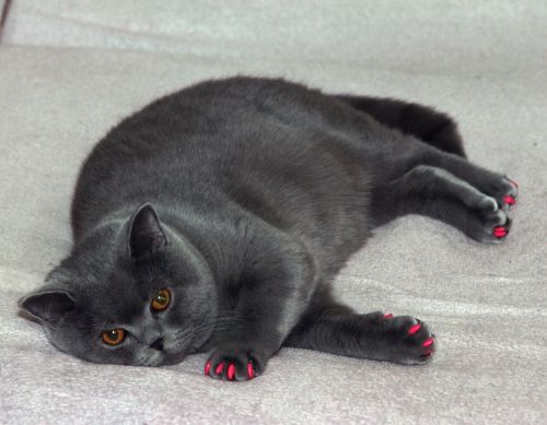 british cat gray cat fat cat