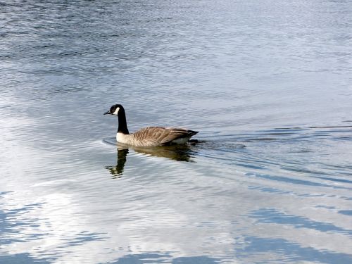 british columbia buntzen lake water