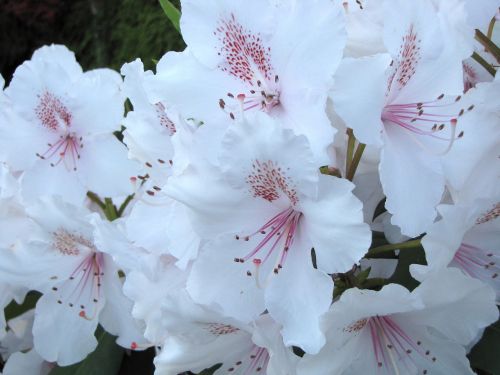 british columbia coquitlam tree