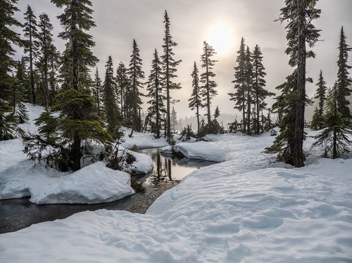 british columbia  canada  fir