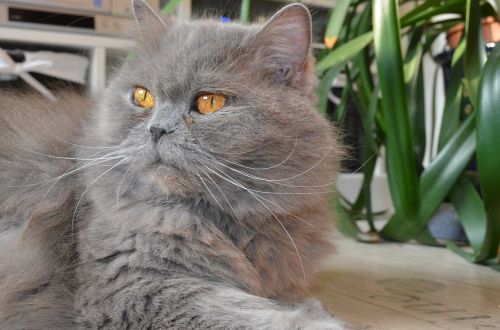 british longhair cat highlander cat
