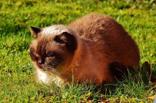 british shorthair cat thoroughbred