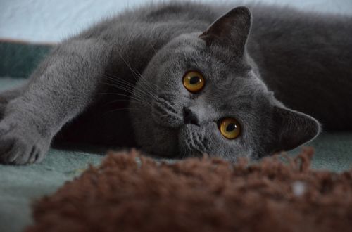 british shorthair cat grey