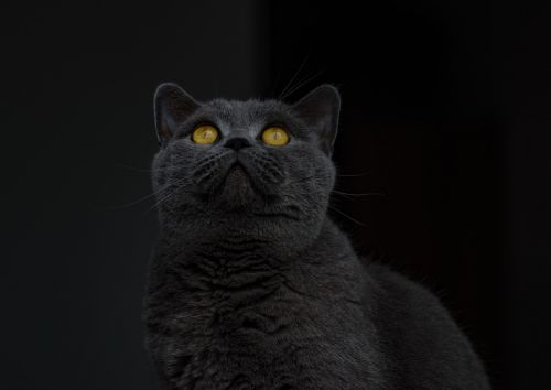 british shorthair cat grey