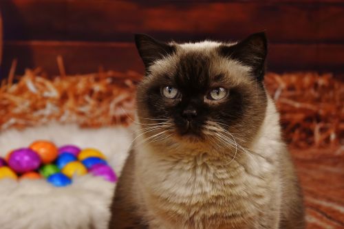 british shorthair thoroughbred fur