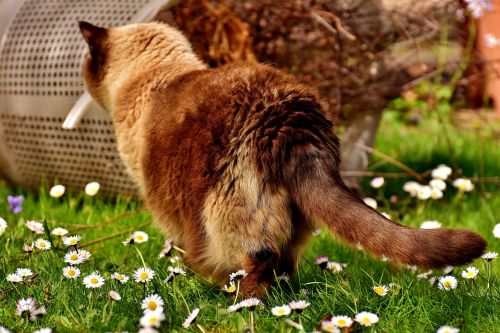 british shorthair curious cat
