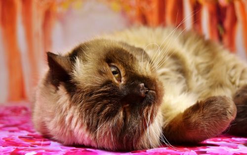 british shorthair cat concerns