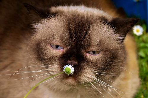 british shorthair cat animal world