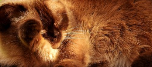 british shorthair cat domestic cat