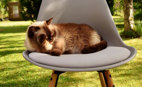 british shorthair cat domestic cat