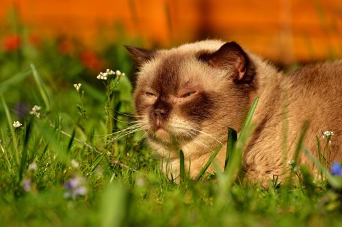 british shorthair cat cute