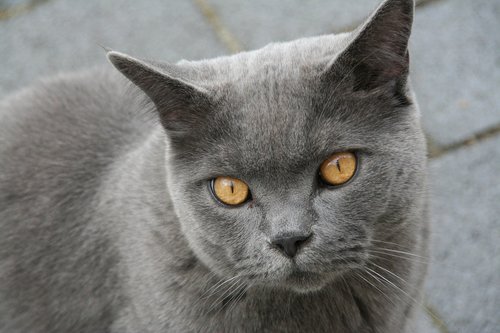 british shorthair  cat  portrait