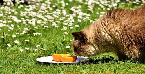 british shorthair  cat  curious