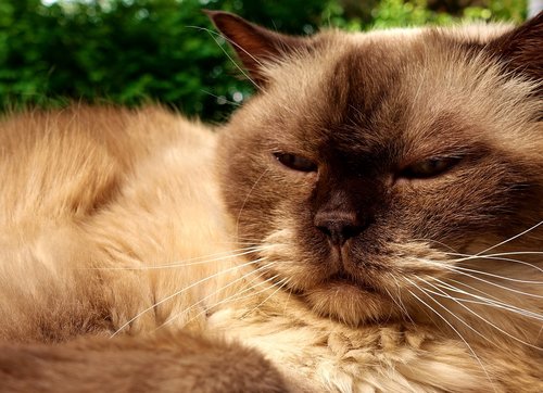 british shorthair  cat  animal