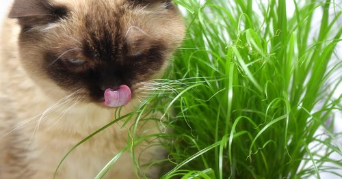 british shorthair  cat grass  eat