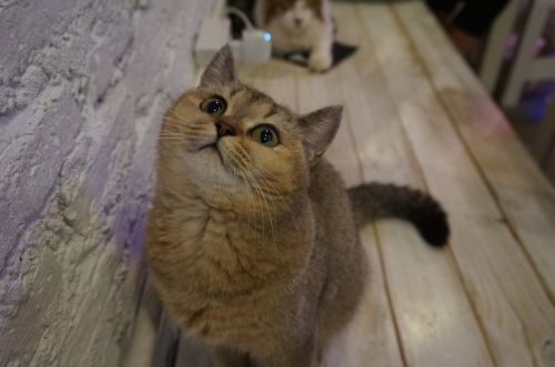 british shorthair cat pet