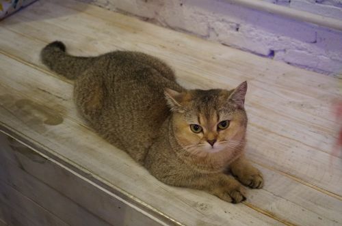 british shorthair cat pet