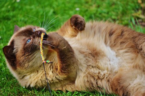 british shorthair cat play