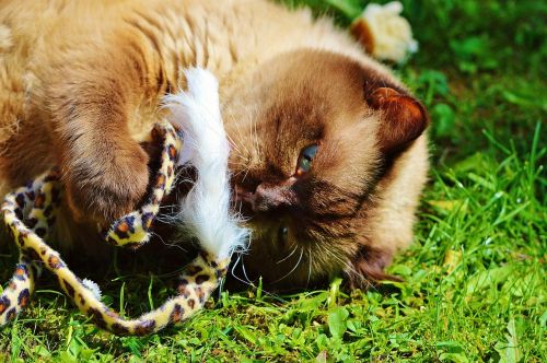 british shorthair cat play