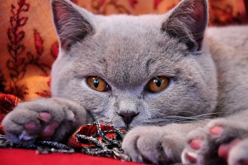 british shorthair cat young