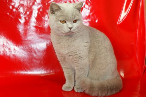 british shorthair cat bkh thoroughbred