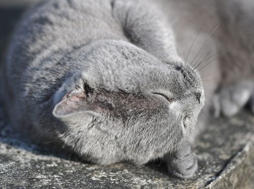 british shorthair cat cat animal