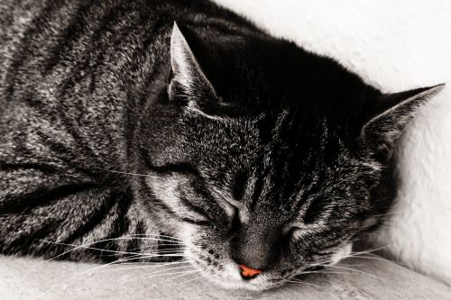 british shorthair cat cat sleep