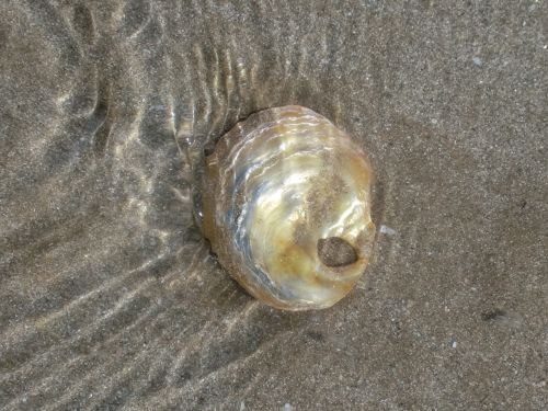 brittany shell beach