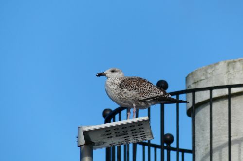 brittany bird gull