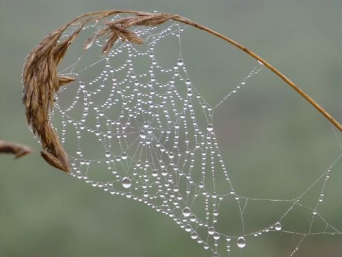 brittany landscape cobweb