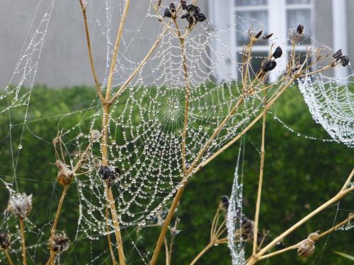brittany landscape cobweb