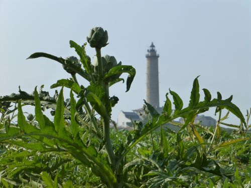 brittany landscape artichoke