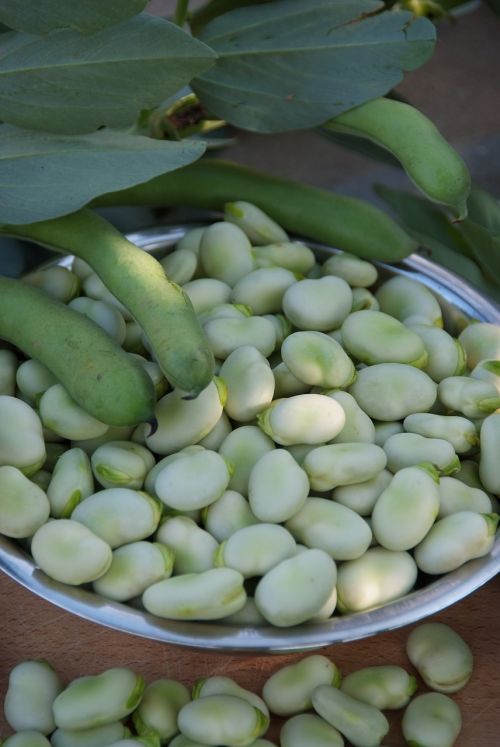 broad bean pod green