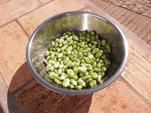 broad beans beans favas