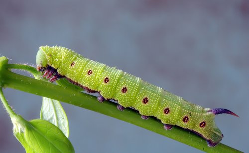 broad-bordered-bee-hawkmoth  larva  caterpillar