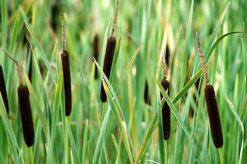 broad-leaved  cattail  plant