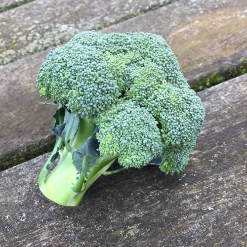 broccoli green vegetable green
