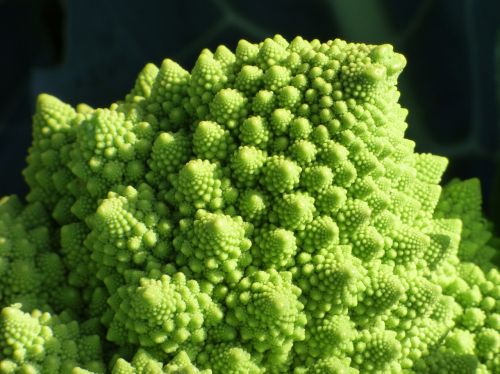broccoli spiral fractal