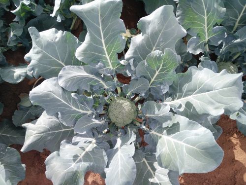 broccoli vegetables salad