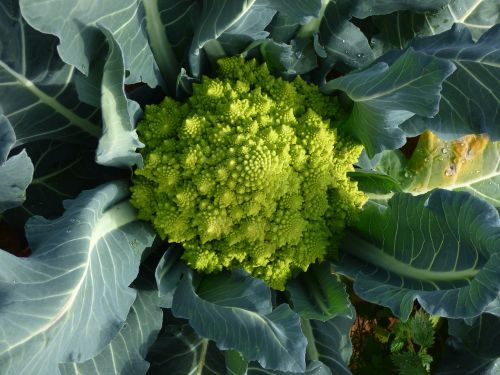 broccoli romanesco vegetable