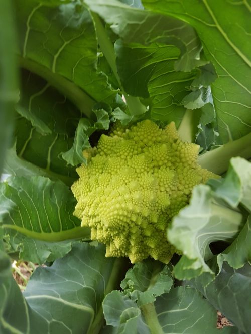 broccoli vegetable pyramidal