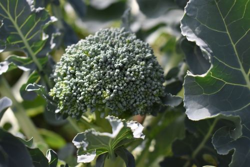 broccoli garden vegetable