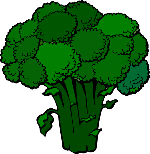 broccoli green fresh