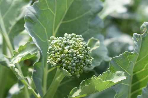 broccoli  garden  healthy